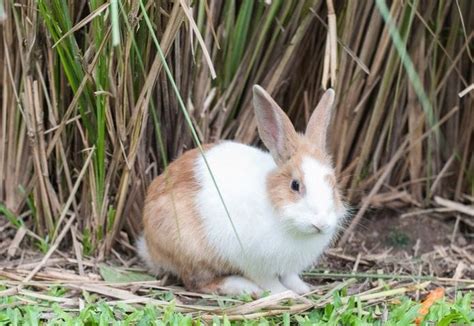 200+ White Rabbit Names: Names For Male & Female White Rabbits