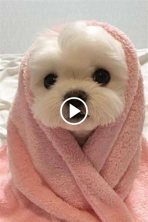 Cute Dogs TikTok Compilation in 2021 | Cute dogs, Dogs, Funny gif