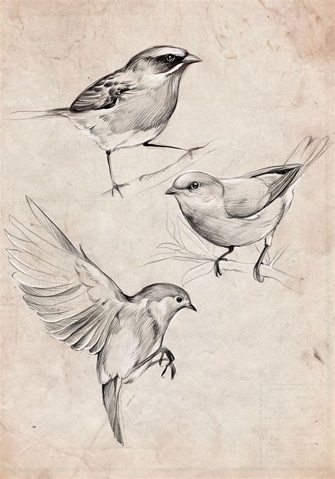 Birds. Procreate sketching on Behance