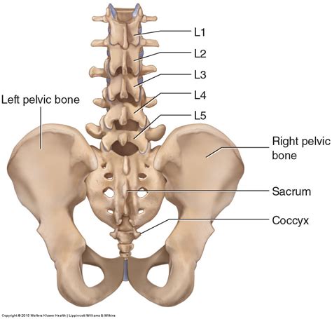 Human Skeleton Diagram Lower Back Hip