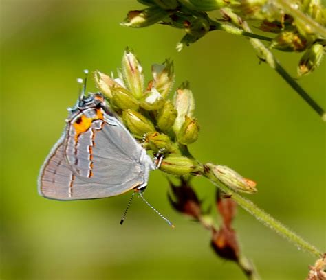 Gray Hairstreak Butterfly – 9/4/20 – Sharon Friends of Conservation