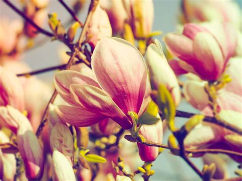 Magnolias Spring Flowers Flowering · Free photo on Pixabay