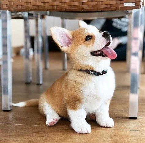 I want my food. I hungry! Follow us for more corgi cuteness! Thanks ...