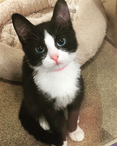 What a beautiful tuxedo kitten! Those eyes | Cute cats, Cute cats and ...