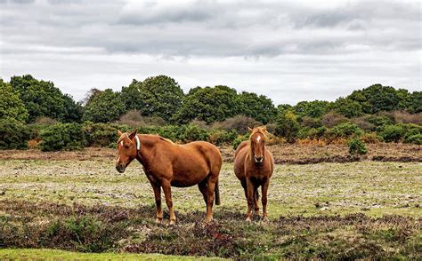 New Forest Ponies Photograph by Jeff Townsend - Fine Art America