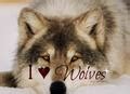 Wolves images Grey Wolf Pups wallpaper and background photos (8979043)