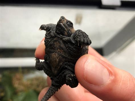 Baby Alligator Snapping Turtle Habitat - Desearimposibles