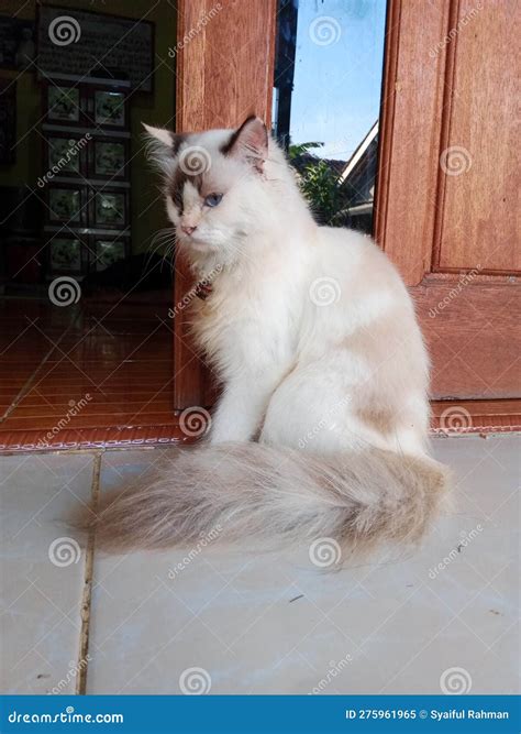 Female Persian Cat with Blue Eyes Stock Image - Image of eyes, female ...