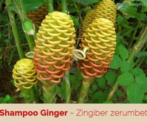 Shampoo Ginger facts and health benefits