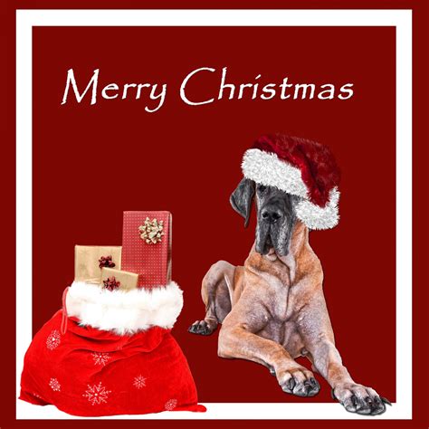 Christmas Dog Great Dane Free Stock Photo - Public Domain Pictures