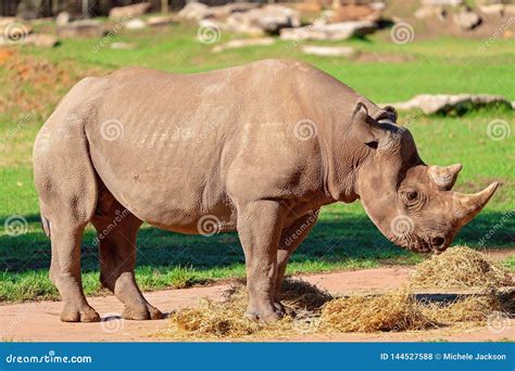 A Magnificent White Rhinoceros Stock Photo - Image of extinction ...