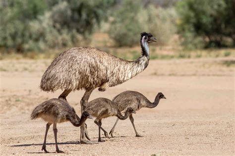 National Bird Of Australia, Birds Of Australia, Australian Continent, Australian Birds, Facts ...