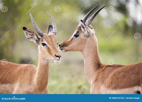 Two buck standing together stock photo. Image of beautiful - 206016736