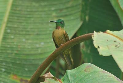 Jan Axel's Blog: More of Ecuador's hummingbirds!