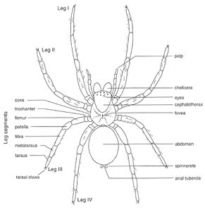 Chelicerata - ARTHROPODs