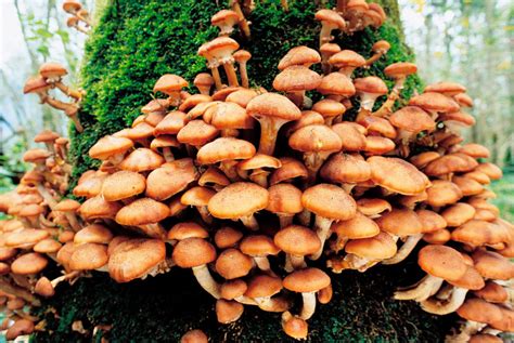 Growing Shiitake Mushrooms: An Inexpensive Delicacy - Naturalcave.com