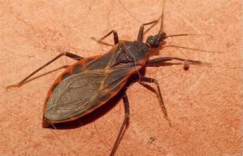 Best Treatment For An Assassin Bug Bite - Trendfrenzy