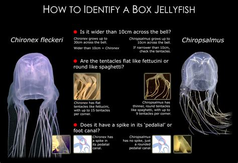 How to Identify a Box Jellyfish