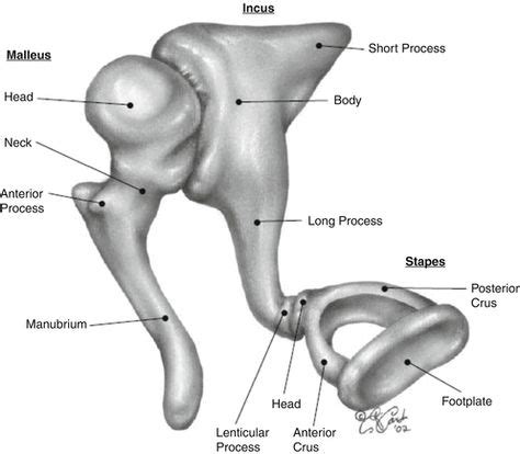 Ossicular chain-malleus, incus, stapes | Anatomy | Middle ear, Types of ...