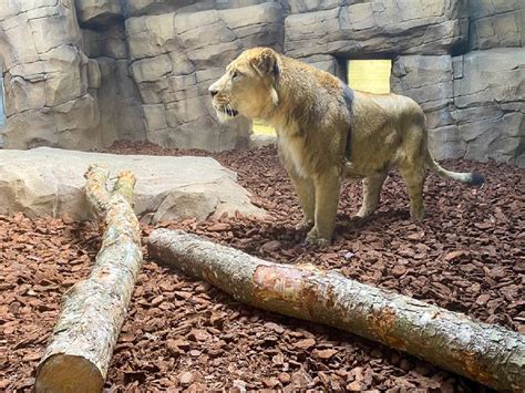 Return of Blackpool’s Lion King | Blackpool Zoo