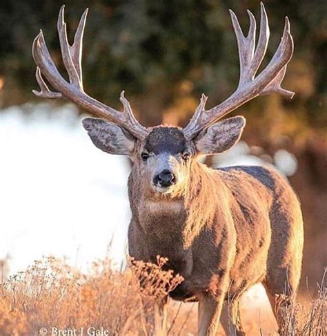 Old mule buck | Mule deer hunting, Big deer, Whitetail deer pictures