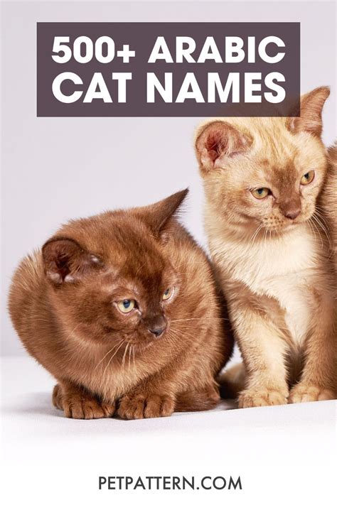 There are some truly beautiful Arabic cat names that have been growing ...