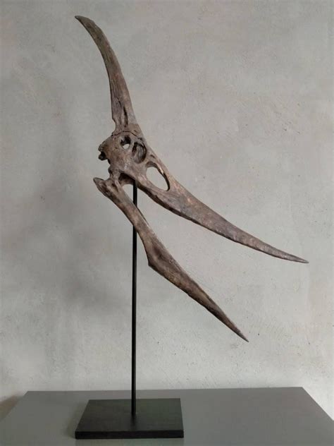 NEW 40CM Pterosaur / Pteranodon skeleton Model - Etsy 日本