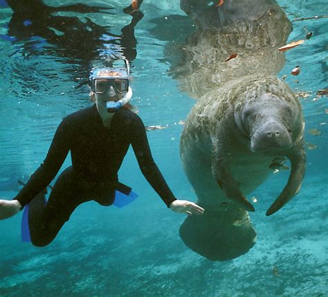 Watch as a breathtaking herd of gentle manatees greet vacationers | Swimming with manatees ...