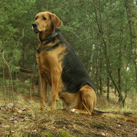 Polish Hound in the Forest Ready for Work - Pet Paw