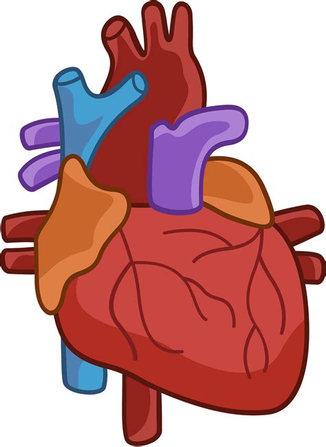 Human Heart Clipart SVG Cut File | Heart Svg | Realistic Heart Svg | Anatomical Heart Svg ...