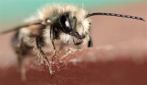 blue orchard bee - Osmia lignaria - BugGuide.Net