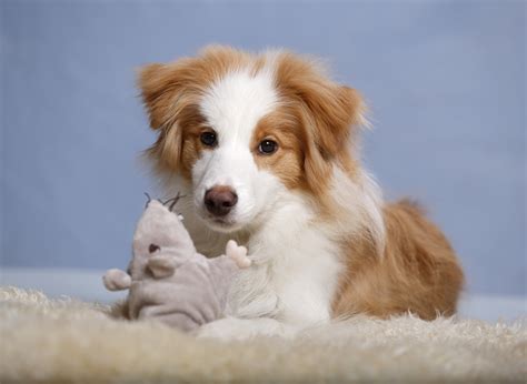 Border Collie Puppy Pictures and Facts