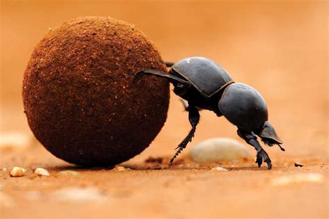 Dung beetles help put soil into the ground for plants to grow. They are decomposers. They also ...