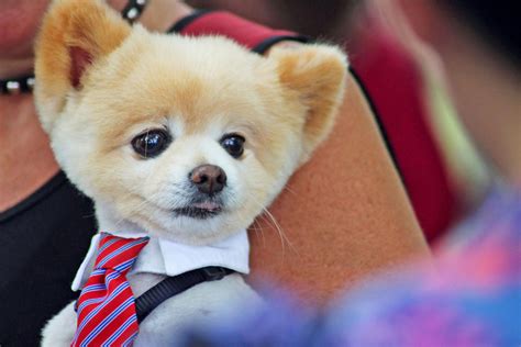 6 of the Cutest Pomeranian Haircuts to Show Your Groomer