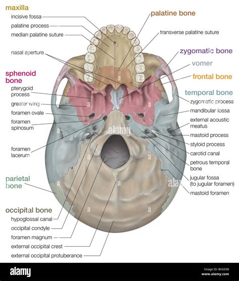 Foramen magnum hi-res stock photography and images - Alamy