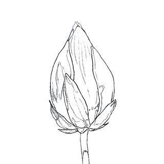 WS2006: White Water Lily Bud - Line Art | Workshop by Ruzann… | Flickr