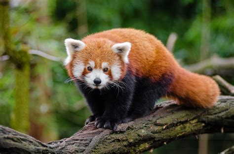 File:Red Panda (25193861686).jpg - Wikimedia Commons