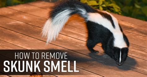 How to Get Rid of Skunk Spray - Simple Green