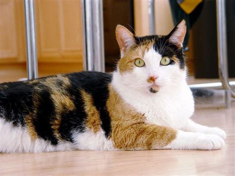 Cool Calico Cat Facts - Run and Play | Group/Individual Dog Walks ...