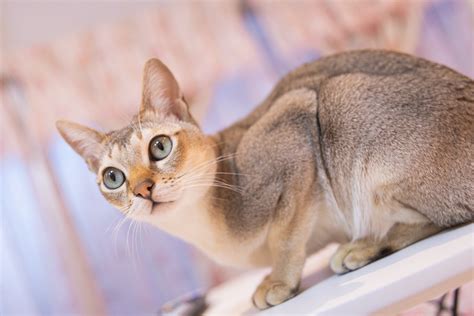 Banco de imagens : gato, mamífero, vertebrado, Pequenos a médios gatos ...