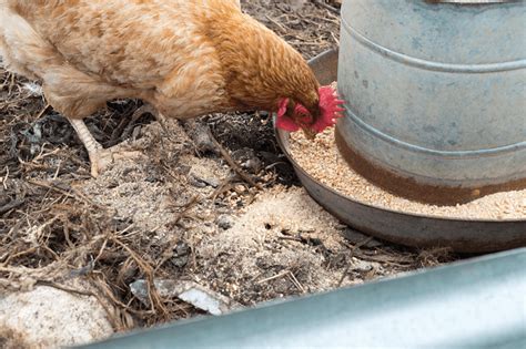 Cuánto tiempo viven los pollos: 6 factores que afectan la esperanza de vida | Marjolein