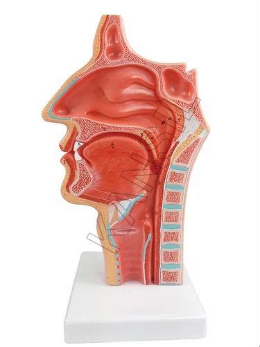 PVC Nasal Oral Cavity Model, Sagittal Section For Respiratory System ...