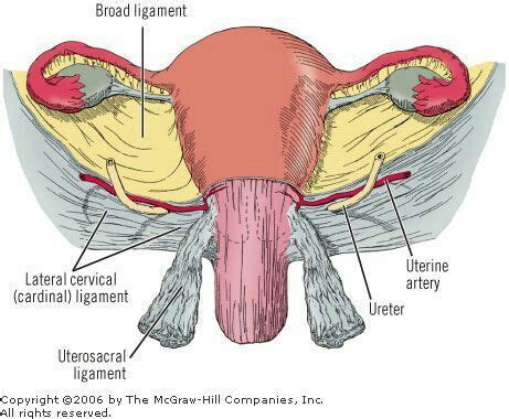 Pin by bean er on Nursing | Uterus, Prolapsed uterus, Medical anatomy