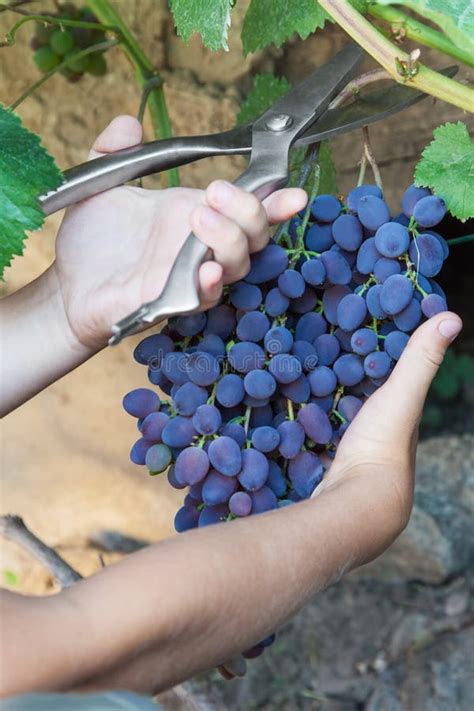 Picking Grapes - Harvest Time Stock Photo - Image of child, fruit: 58702816