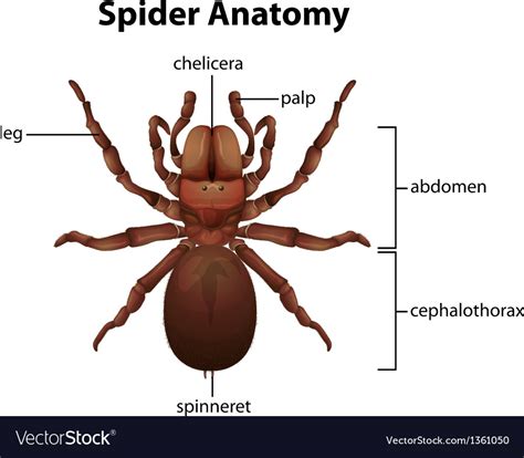 Spider anatomy Royalty Free Vector Image - VectorStock