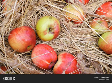 Harvesting Apples Image & Photo (Free Trial) | Bigstock