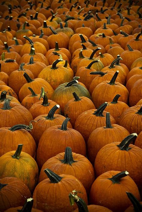 Goebbert’s Farm - 5 | Farm, Pumpkin, Pumpkin patch