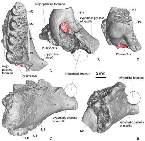 Morphology of an Early Oligocene beaver Propalaeocastor irtyshensis and the status of the genus ...