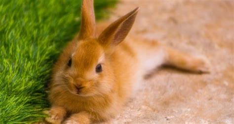 Adopting a Rabbit: Common Mistakes You Must Avoid • Pet on Bed