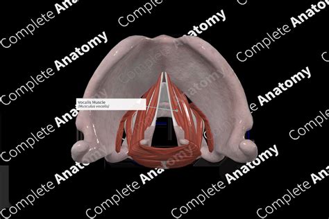 Vocalis Muscle | Complete Anatomy